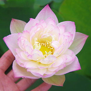 【粉牡丹】周劲松家阳露台庭院盆栽中小型碗莲荷花种藕根块苗花卉