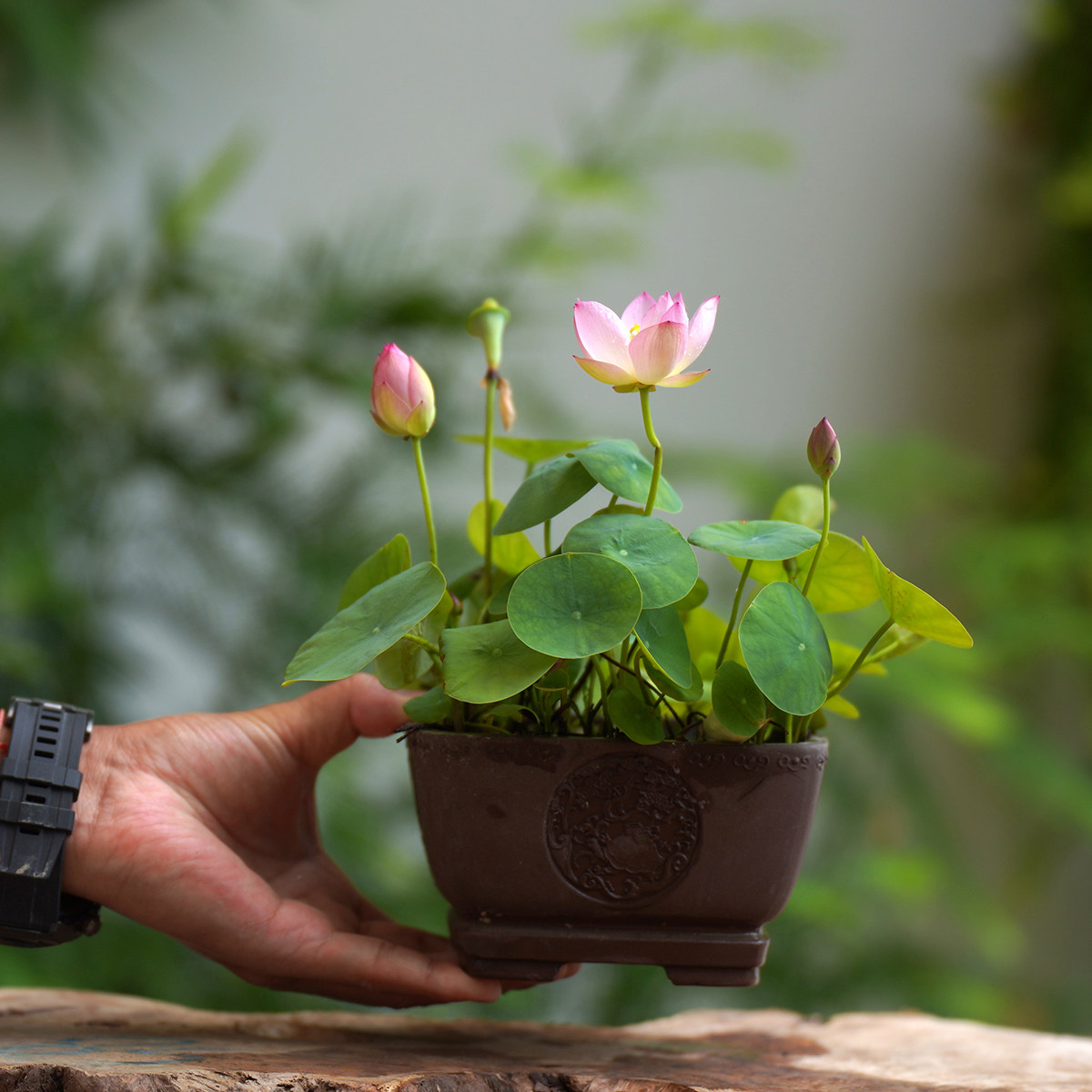 新品【纤&middot;陌芸】永州周劲松家养小盆栽微型迷你碗莲荷花种藕苗卉