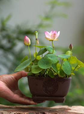 周劲松盆栽小荷花莲花碗莲种藕苗