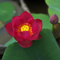 【火芙蓉】周劲松阳露台养净化空气裸根小微型碗莲荷花种藕根茎苗