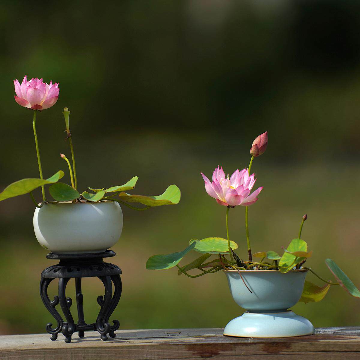 2025新品【绡簇】周劲松家小微型盆栽阳台家庭种植碗莲荷花种藕苗
