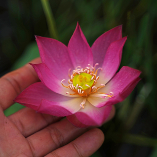 【金红】周劲松小微型水生培植物露阳台碗莲荷花种藕非成品根茎苗