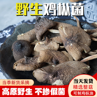 野生鸡枞菌干货云南特产鸡纵菇可炸油鸡纵素食煲汤味道鲜美250g