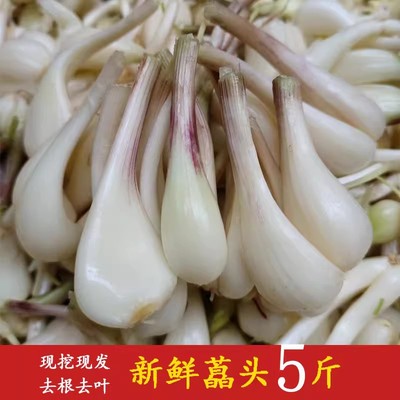 藠头新鲜带叶荞头泡酸教头炒菜