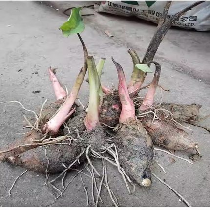 江西红芽芋头小毛芋艿芋子生鲜蔬菜红梗芋小芋头种子芋仔种植苗