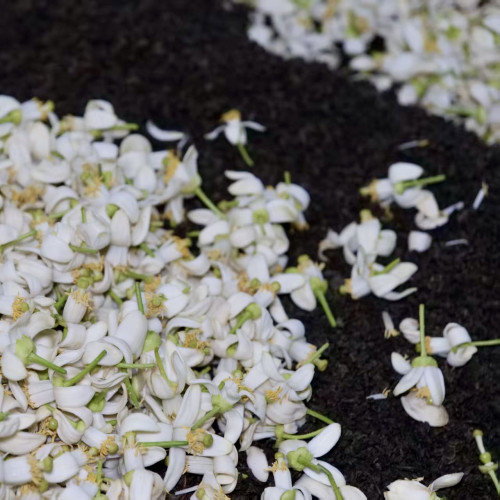 上新柚花乌龙2026年新茶散茶福建炭焙铁观音茶叶茶叶 窨制 冷泡