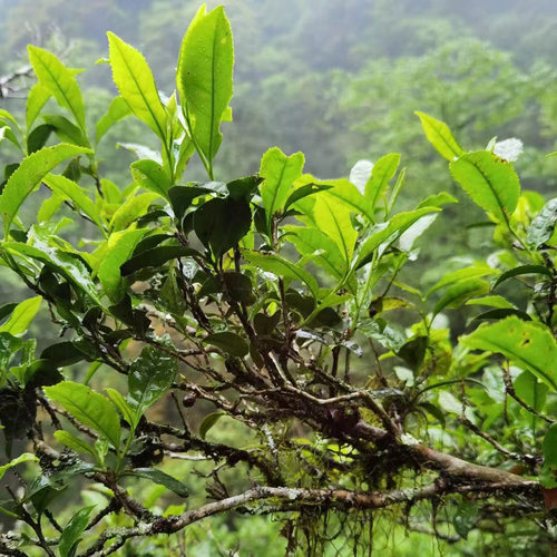 正山小种烟熏红茶武夷山桐木关老枞红茶野茶正山野茶 50g