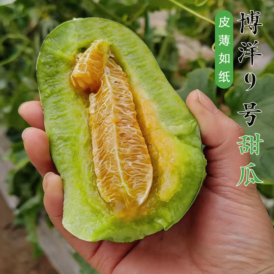 山西运城博洋9号甜瓜新鲜当季水果现摘脆甜礼盒装