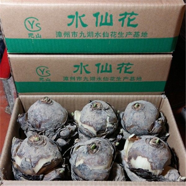 水培年宵花元山冬季花水仙花种球