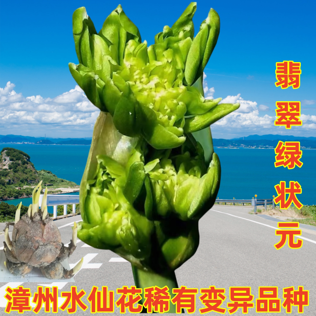 漳州水仙花种球变种翡翠绿状元水仙冬季室内水培客厅办公桌面盆栽