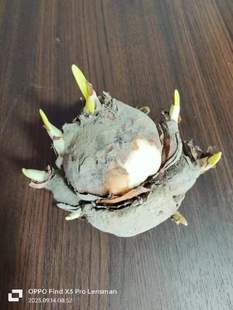 水仙花种冬季室内桌面客厅阳台喜阳盆栽水培水仙花种子春节开花