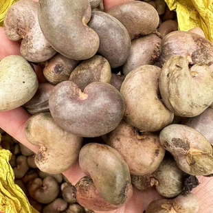 腰果种子菩提树槚如树海南坚果树常绿肾形树双子叶植物漆树科
