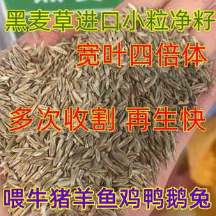 小籽黑麦草种子进口小颗粒四倍体宽叶冬季养鱼专用牧草黑麦草种籽