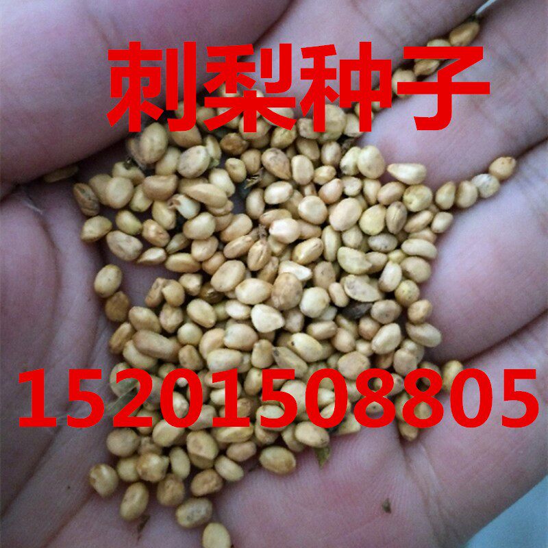 刺梨种子 刺梨果种子 刺梨子种家庭园艺种子