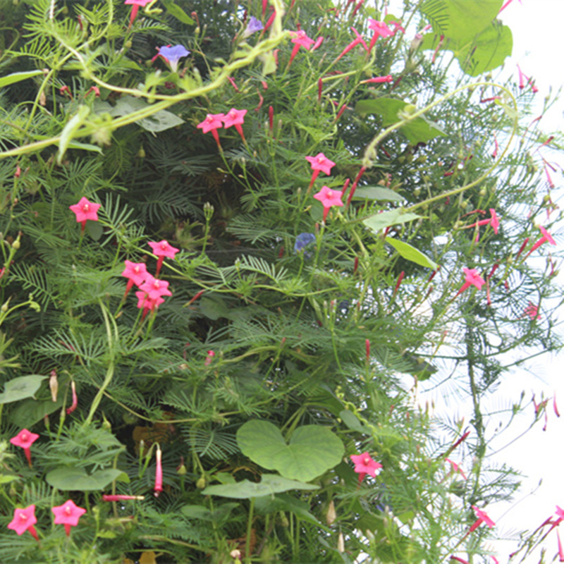 爬藤植物种子 羽叶茑萝 五角星花春夏播庭院篱笆阳台盆栽易活花卉