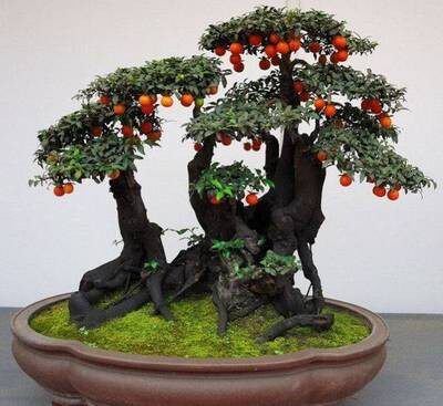 新采正宗金弹子种子 鸡血果 葫芦果 人参苹果型 梨型金弹子