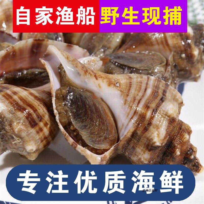 大连海鲜长海县獐子岛野生海螺香螺江螺当日捕捞鲜活国产省内包邮