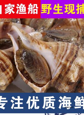 大连海鲜獐子岛海螺江螺现捕发货