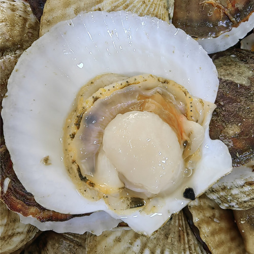 大连海鲜现扩栉孔贝红贝肉新鲜扇贝肉3斤