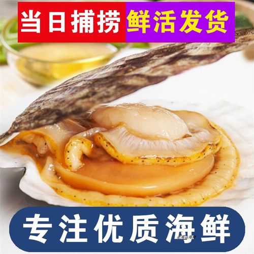大连海鲜大扇贝夏夷贝顺丰发货