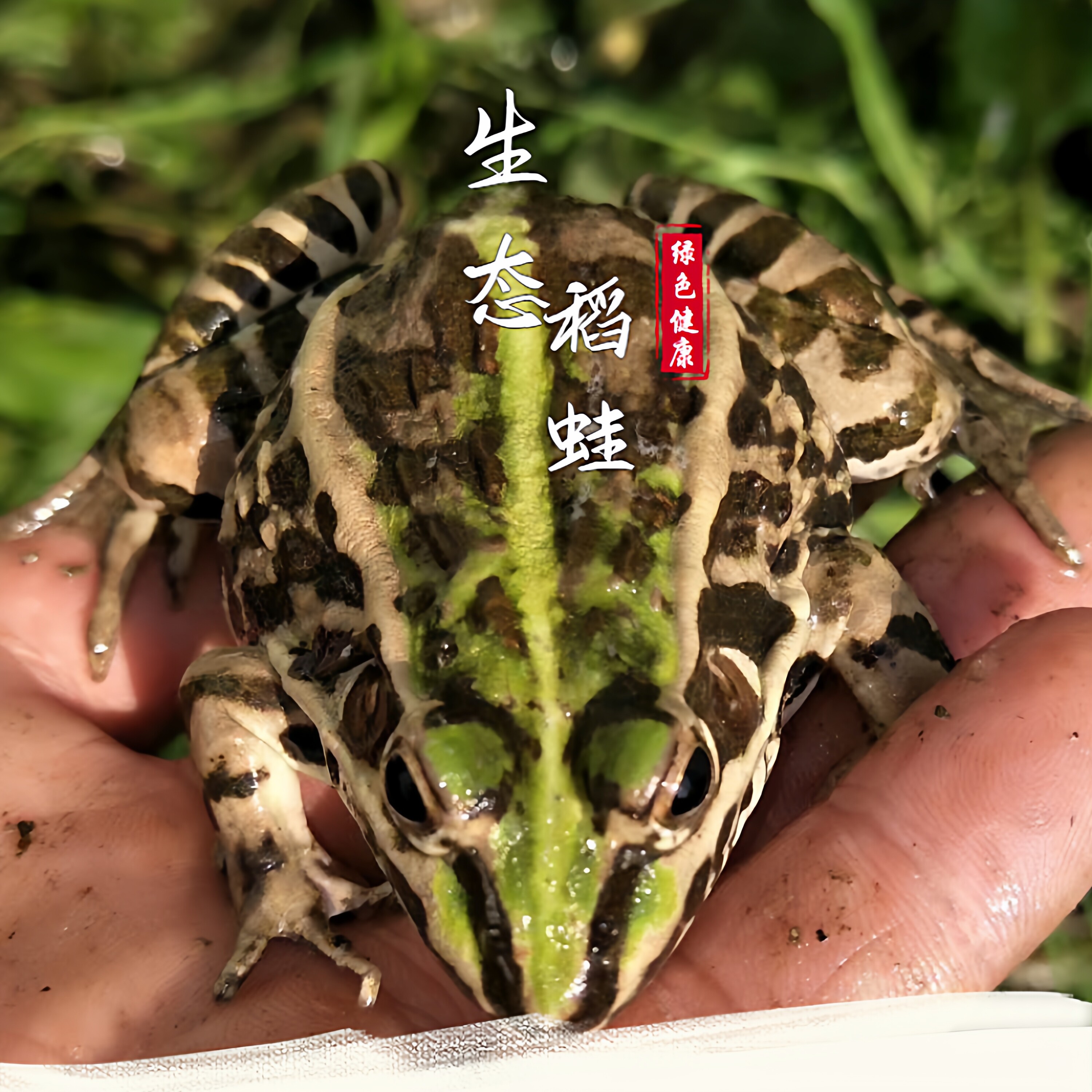 鲜活青蛙田鸡肉稻田养殖黑斑蛙现其它生肉制品