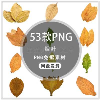 烟草烟叶吸烟有害健康科普宣传香烟烟丝禁烟广告png免抠透明素材