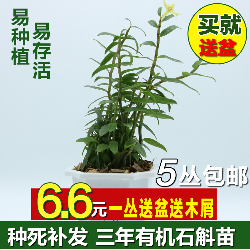 绿植包邮雁荡山红杆铁皮石斛苗