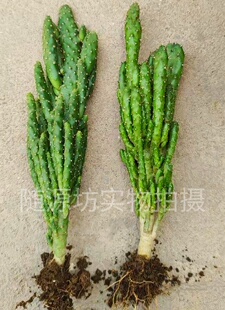 姬珊瑚多肉植物招财手摇钱树仙人掌科群生好养小型盆栽绿植防辐射