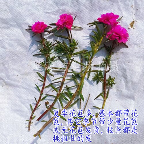 进口新品太阳花苗重瓣大花枝条