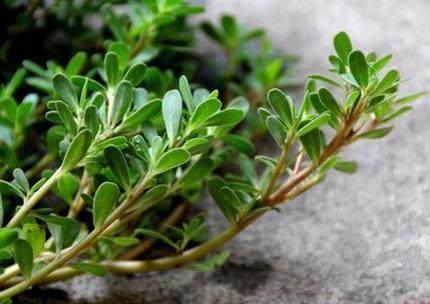 「拾璟年」马齿苋纯露 舒缓抗敏改善红血丝屏障痘肌满3包邮