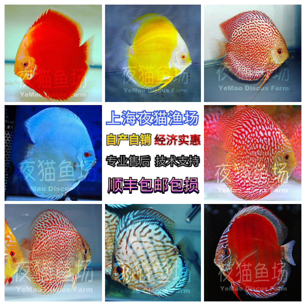七彩神仙鱼套餐易养健康红彩红点