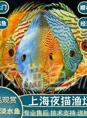 包邮七彩神仙鱼彩燕精品热带观赏鱼色彩丰富招财经济源头渔场直销