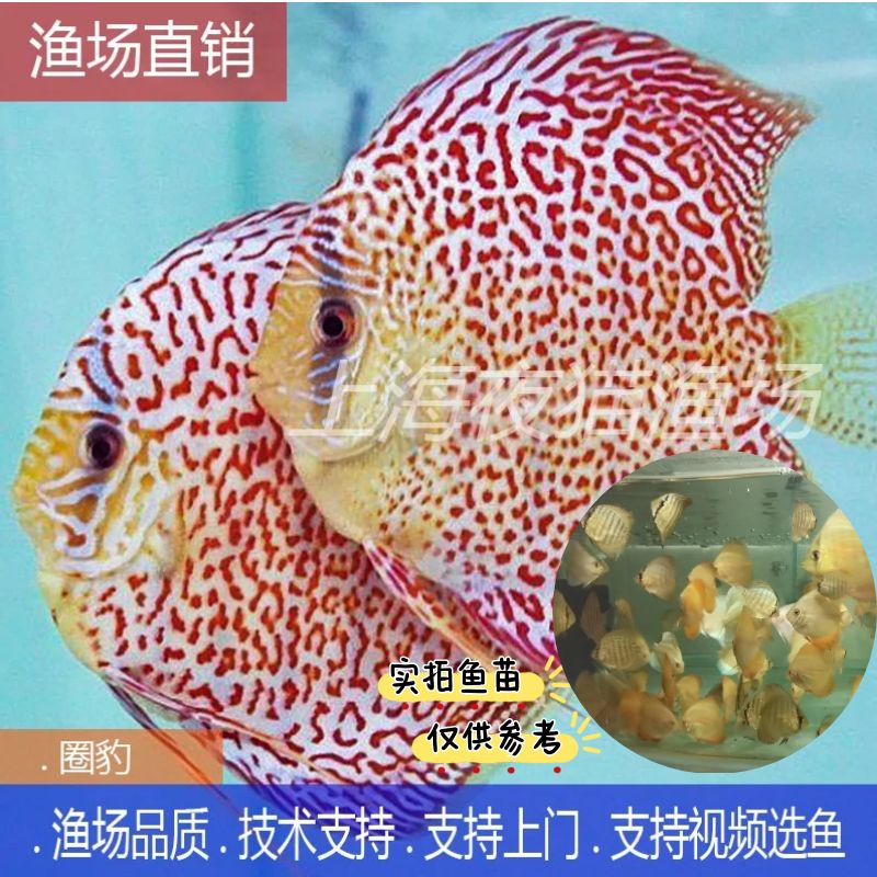 七彩神仙鱼虎纹松石豹点渔场直销