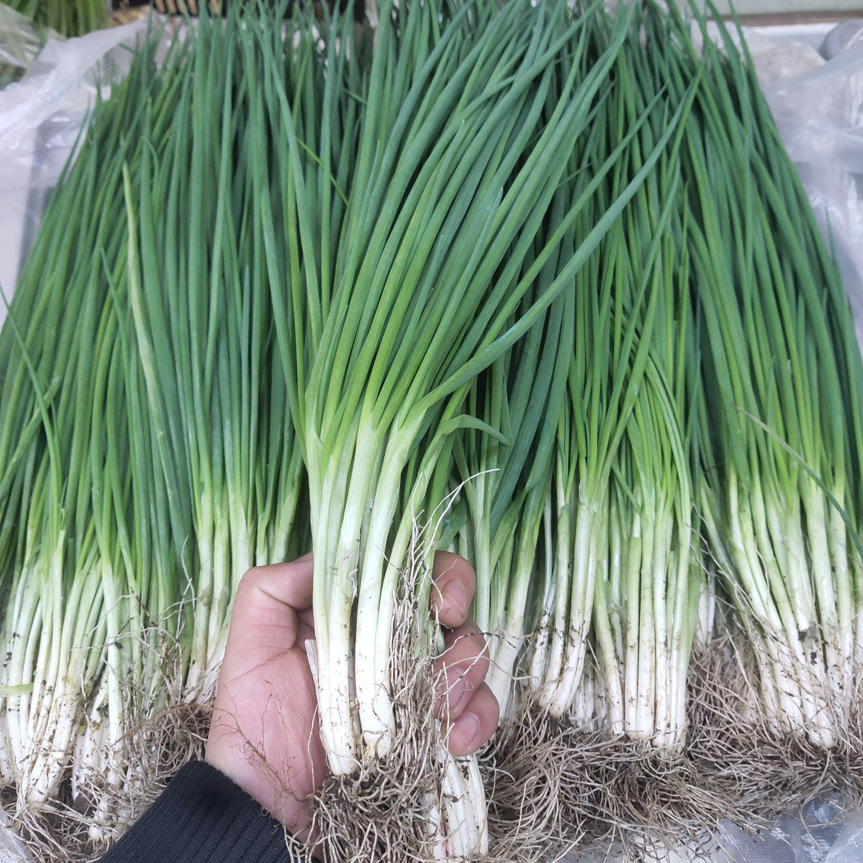 现挖现发新鲜小香葱蘸酱韩国进口小香葱泡菜食材常年供货量大优惠,水产肉类/新鲜蔬果/熟食,葱类,淘宝优惠券,粉丝福利购,淘宝优惠卷