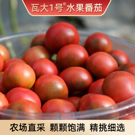 绿色食品瓦大1号鲜食番茄孕妇水果西红柿宝宝辅食自然熟3-5斤