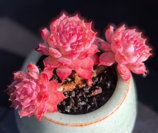 红花女王黑门煞朱砂痣定规座控养群生老桩多肉植物一物一拍盆栽景