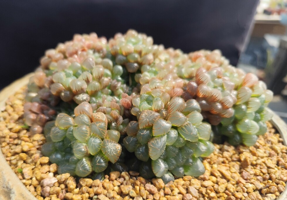 姬玉露奇趣喜阴晶莹剔透十二卷属多肉植物