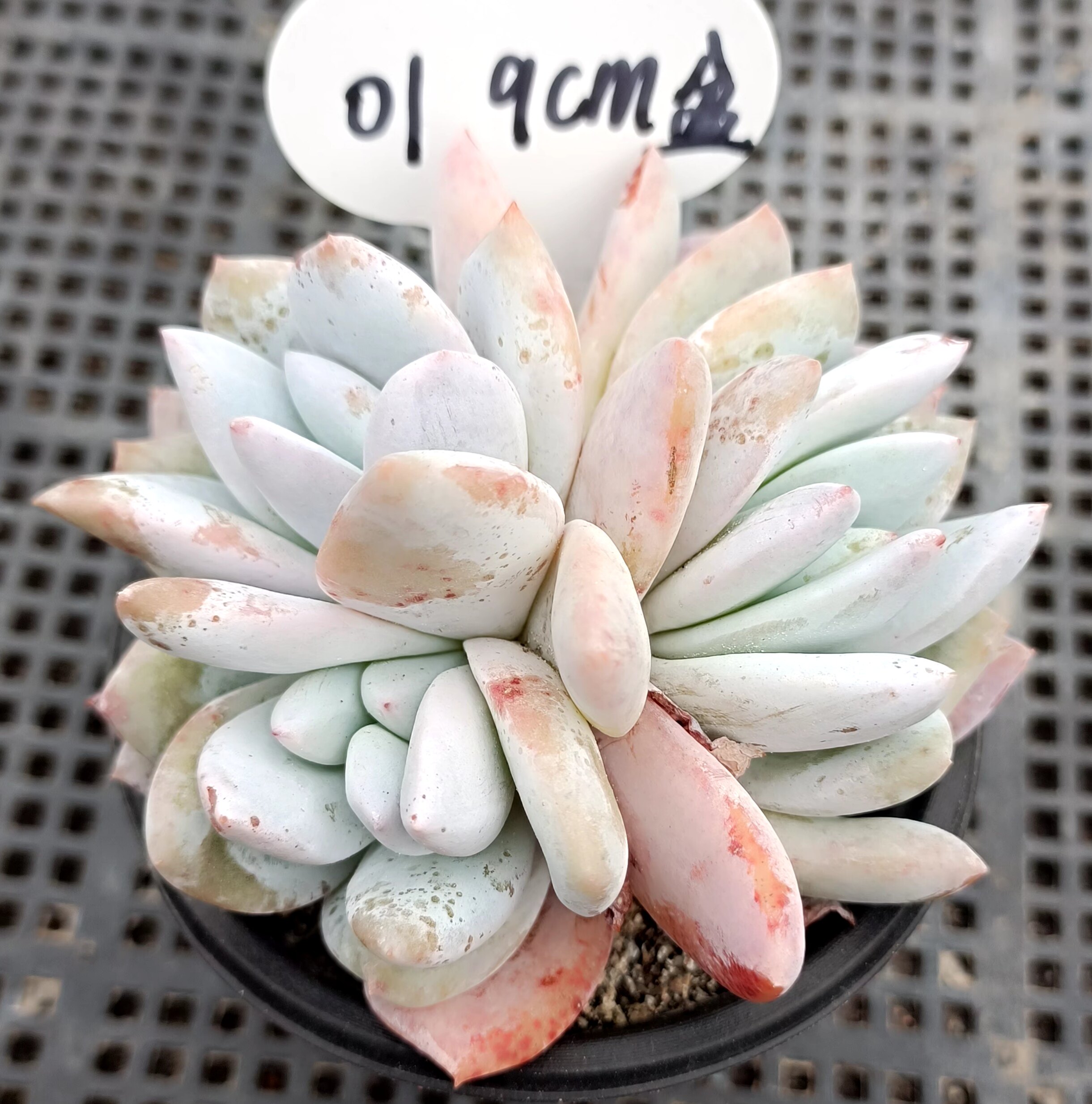 芙蓉雪莲稀有超大多头群生老桩多肉植物一物一拍办公室内桌面盆栽