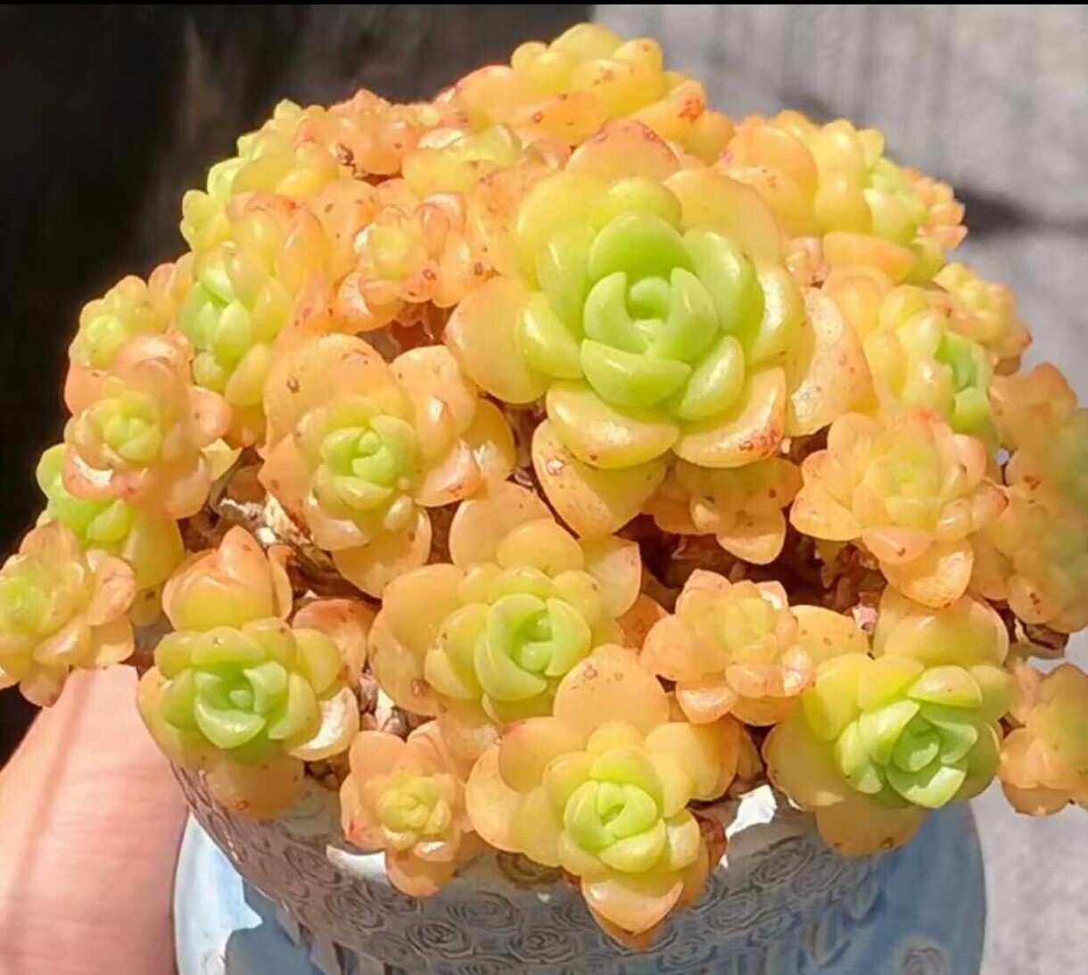 百合莉莉丽丽带香味手捧造型法师多肉植物一物一拍叶片肥短圆可爱