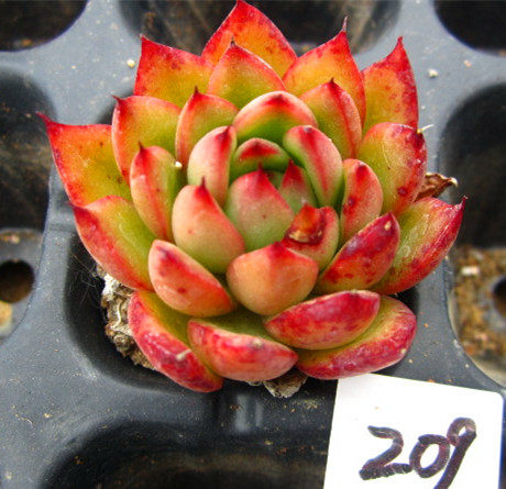 Bl冰恋文价格 Bl冰恋文图片 星期三