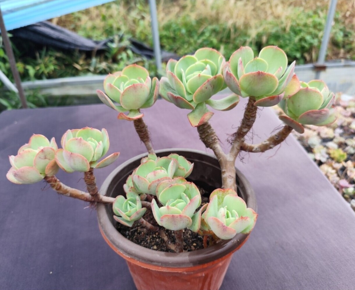 鸡蛋碧桃玫瑰柠檬色霜之鹤杂交新多肉植物