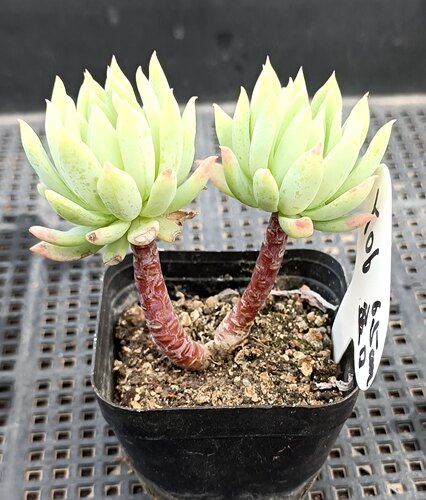 蓝色天使控养造型群生老桩多肉植物一物一拍颜值高易养护懒人新手