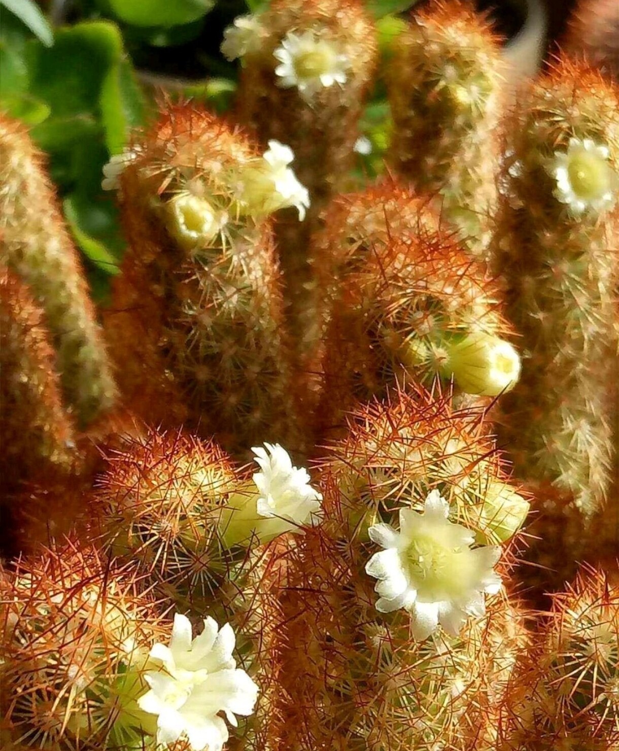 金手指精控密刺仙人球柱超大整桩无砍多肉植物一物一拍趣味防辐射