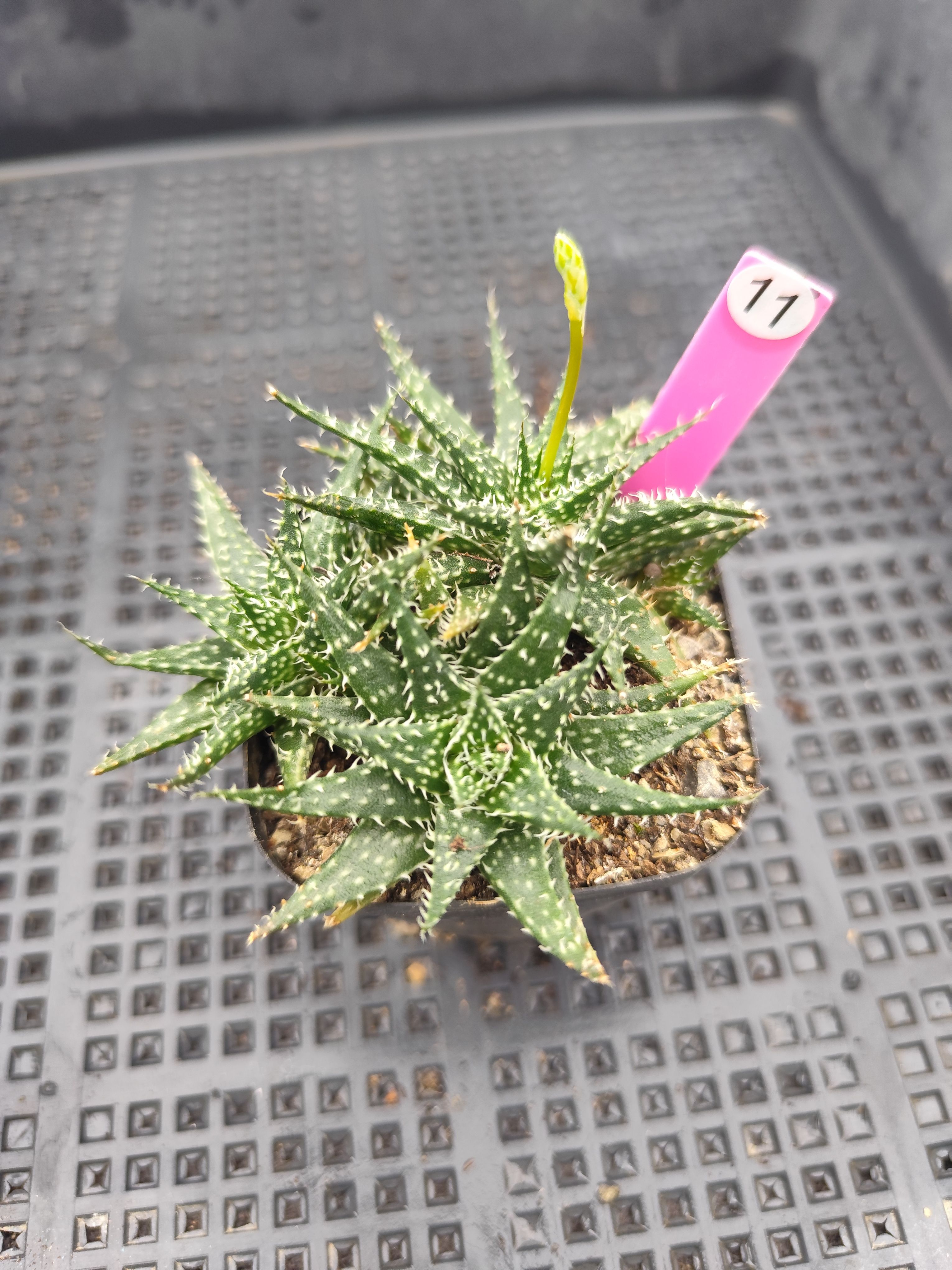 波露雪花芦荟草地芦荟十二卷属多肉植物一物一拍室内喜阴绿植盆栽