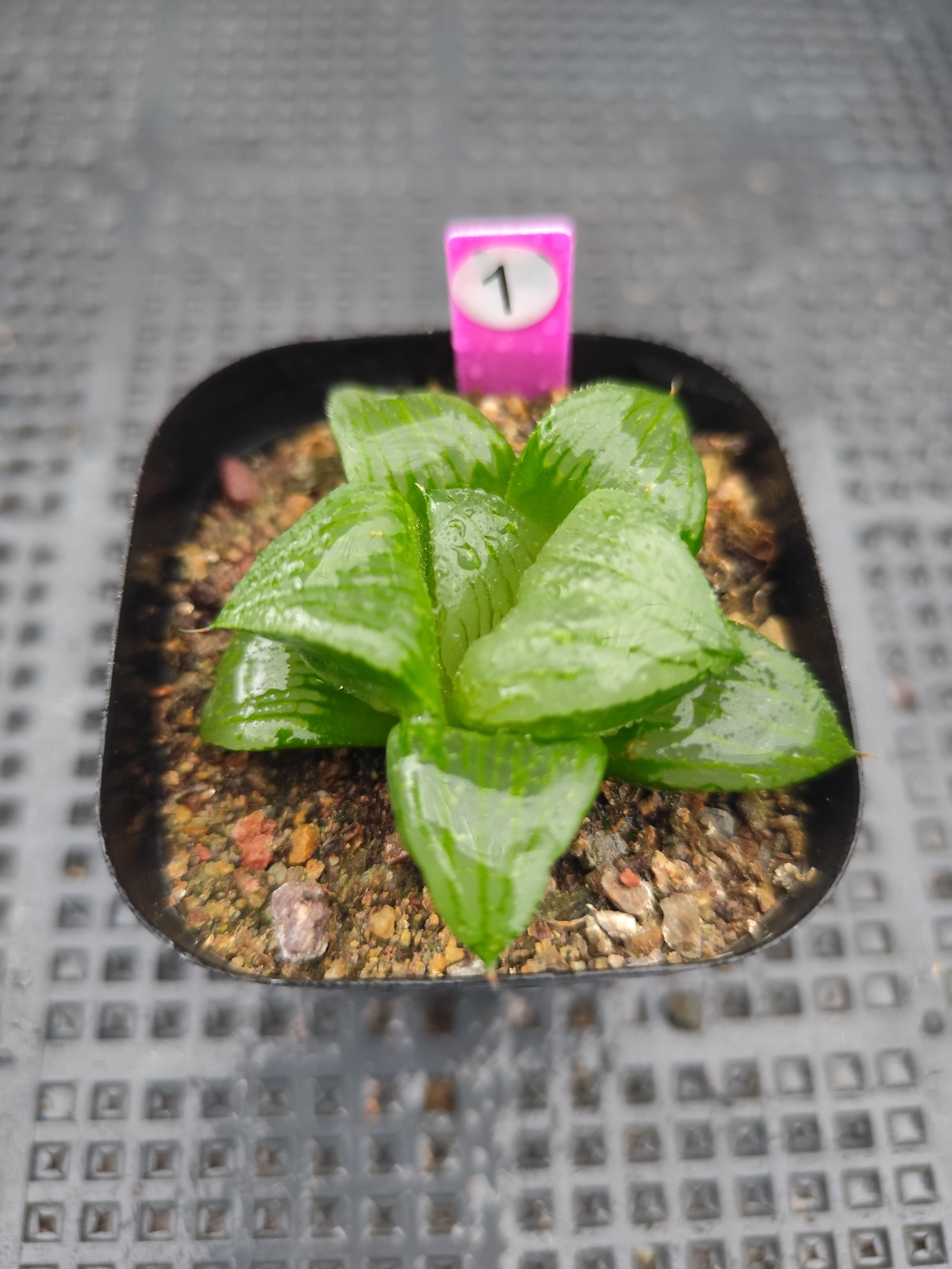 西山寿十二卷属多肉植物一物一拍喜温暖干燥光线柔和盆栽透明宝草
