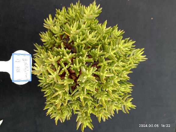 绿箭筒叶菊青锁龙属多肉植物一物一拍好养四季青办公室内绿植盆栽