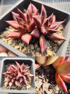 精选一物一拍多肉植物十二卷属景天科莲花座群生老桩12CM一号链接