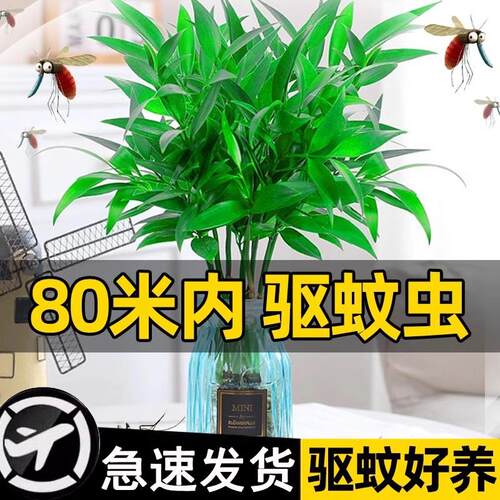 水生植物