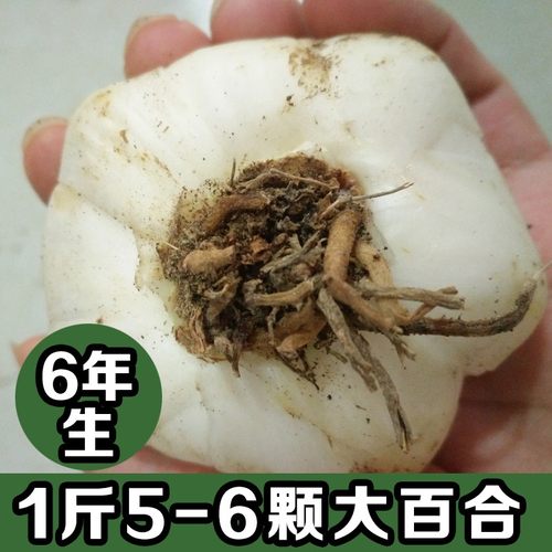 兰州百合新鲜食用农家甜