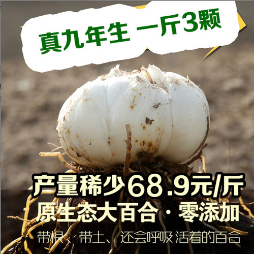 兰州鲜百合新鲜特级纯天然土特产